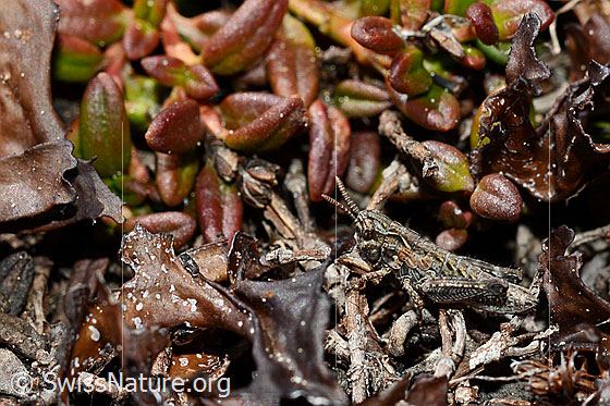 Photo: Bohemanella frigida. Nymph stage 2. View from the side.