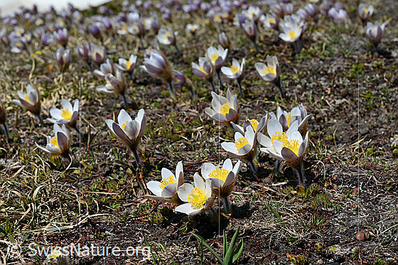 Foto: Frühlings-Anemonen (Pulsatilla vernalis). Andere Namen: Pelz-Anemone, Frühlings-Küchenschelle. Zahlreiche Exemplare.