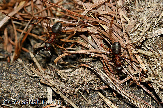 Foto: Wahrscheinlich Starkbeborstete Gebirgswaldameise (Formica lugubris). Länge 4 - 9mm.