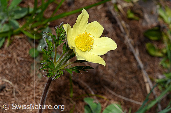 Foto: Blüte der Schwefel-Anemone (Pulsatilla alpina subsp. apiifolia). Wird auch Gelbe Alpen-Kuhschelle genannt.
Umgebung: Lichter Lärchenwald an der Waldgrenze. 2070m ü.M.
Lat.: Pulsatilla alpina subsp. apiifolia
Familie: Ranunculaceae (Hahnenfussgewächse)