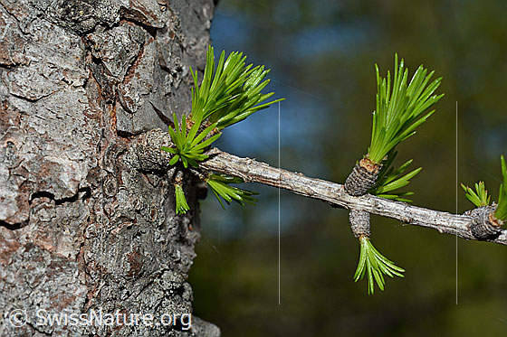 Foto: Europäische Lärche (Larix decidua). Frische Lärchentriebe.
Umgebung: Lichter Lärchenwald an der Waldgrenze. 2070m ü.M.
Lat.: Larix decidua
Familie: Pinaceae (Kieferngewächse)
Gattung: Larix (Lärchen)