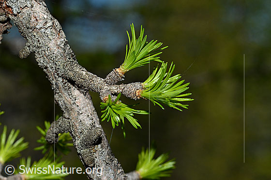Foto: Frische Lärchentriebe
Umgebung: Lichter Lärchenwald an der Waldgrenze. 2070m ü.M.
Lat.: Larix
Familie: Pinaceae (Kieferngewächse)