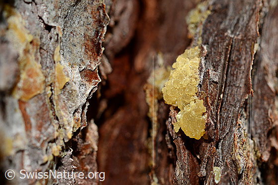 Foto: Harz am Stamm einer Lärche (Larix).
Umgebung: Lichter Lärchenwald an der Waldgrenze. 2070m ü.M.
Lat.: Larix decidua
Familie: Pinaceae (Kieferngewächse)
Gattung: Larix (Lärchen)