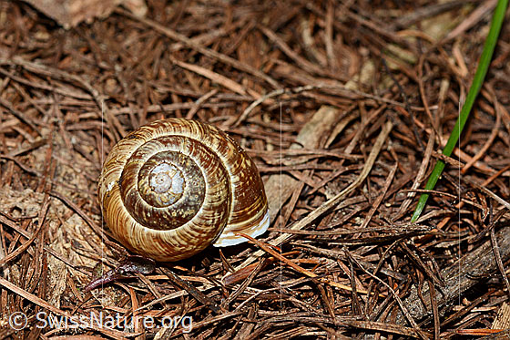 Foto: Gefleckte Schnirkelschnecke (Arianta arbustorum) auf Waldboden.
Umgebung: Lichter Lärchenwald an der Waldgrenze. 2070m ü.M.
Lat.: Arianta arbustorum
Familie: Helicidae (Schnirkelschnecken)