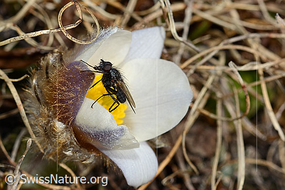 Foto: Blüte der Frühlings-Anemone (Pulsatilla vernalis). Auf der Blüte sitzt eine Fliege.