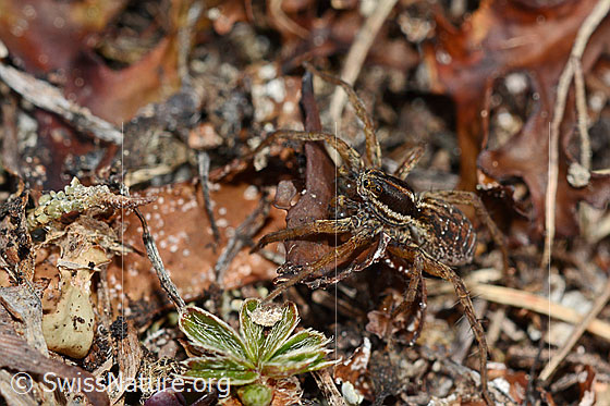 Photo: Probably Pardosa monticola (Wolf spider).