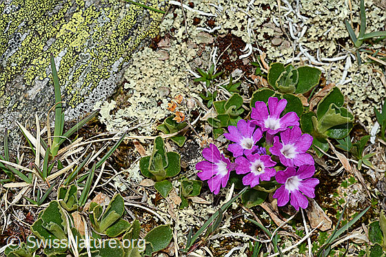 Foto: Rote Felsen-Primel (Primula hirsuta). Blühend.