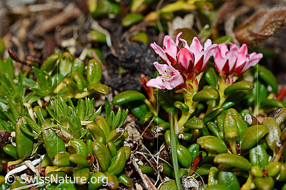 Blühende Alpenazalee (Loiseleuria procumbens)