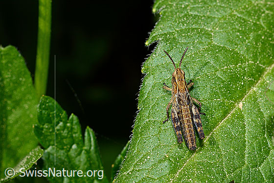 Foto: Wiesengrashüpfer (Chorthippus dorsatus). Ansicht von oben.
Umgebung: Wildblumenwiese. 1530m ü.M.
Lat.: Chorthippus dorsatus
Familie: Acrididae (Feldheuschrecken)
Unterfamilie: Gomphocerinae (Grashüpfer)