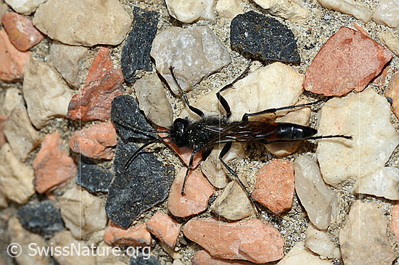 Foto: Gemeine Sandwespe (Ammophila sabulosa). Ansicht von oben.