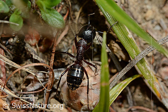 Foto: Braunschwarze Rossameise (Camponotus ligniperda), Ansicht von oben.