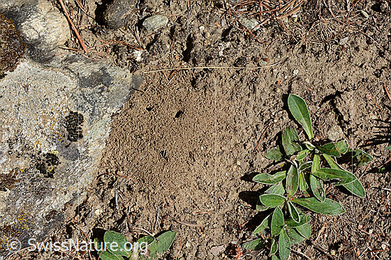 Foto: Löcher im Sand. Wahrscheinlich Auswurfmaterial aus den Gängen eines Erdbaus der Braunschwarzen Rossameise.