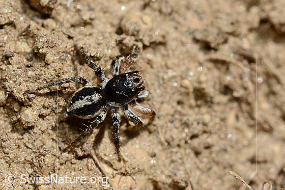 Foto: V-Fleck-Springspinne (Aelurillus v-insignitus), Männchen. Ansicht von oben.
Körperlänge: 4 - 5mm.