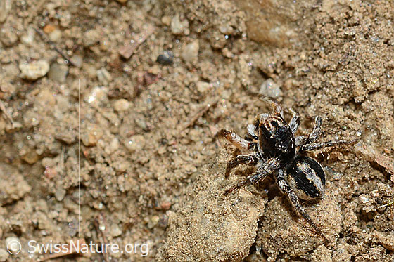 Foto: V-Fleck-Springspinne, Männchen. Ansicht von oben.
Körperlänge: 4 - 5mm.