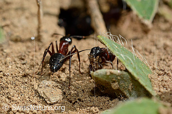Foto: Braunschwarze Rossameisen (Camponotus ligniperda) beim Transport von Sandkörnern aus den Gängen ihres Erdbaus.