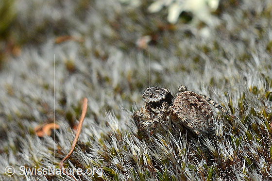 Photo: Aelurillus v-insignitus. Female. View from the side at the back.
Length: 5 - 7mm.