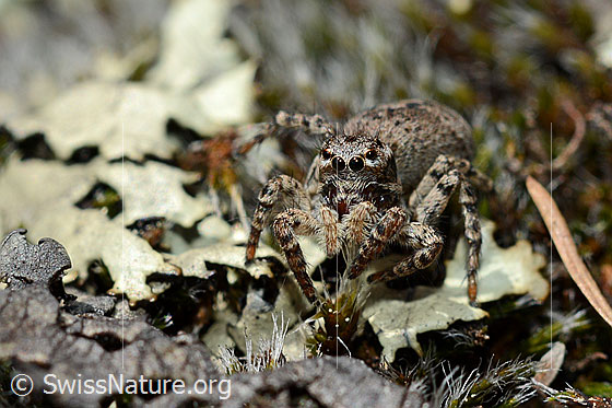 Foto: V-Fleck-Springspinne, Weibchen (Aelurillus v-insignitus). Ansicht von vorne.
Körperlänge: 5 - 7mm.