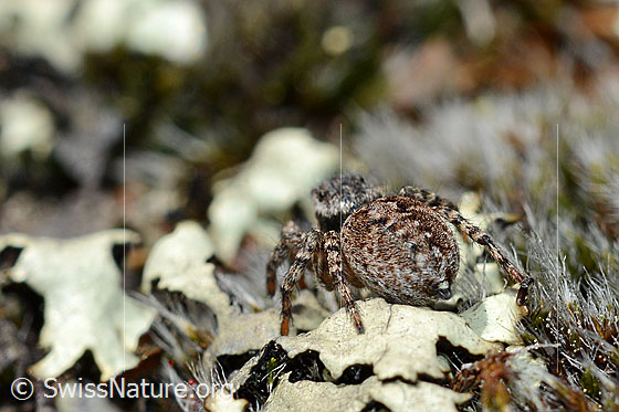Photo: Aelurillus v-insignitus. Female. View from behind.
Length: 5 - 7mm.