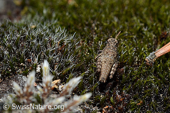 Foto: Blauflügelige Ödlandschrecke (Oedipoda caerulescens) auf Moos. Larve, Ansicht von hinten.