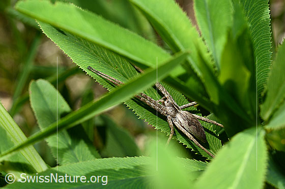 Foto: Die Spinne lauert auf Blatt liegend auf Beute.