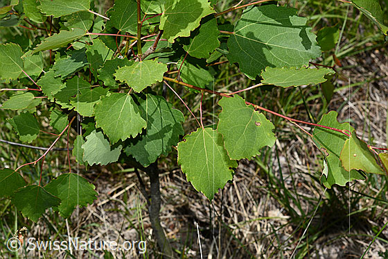 Foto: Espe (Populus tremula) mit Eigelege eines Nachtfalters ganz rechts im Bild auf Blattoberseite. Das Ei stammt vom Grossen Gabelschwanz (Cerura vinula). Die Schmetterlingsraupe wird sich von den Blättern der Espe ernähren. Die Espe wird auch Aspe oder Zitterpappel genannt.