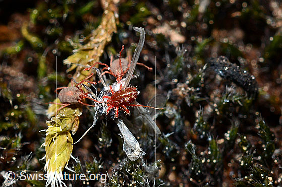 Photo: Phytoseiulus persimilis in different larval stages suck on dead insect.