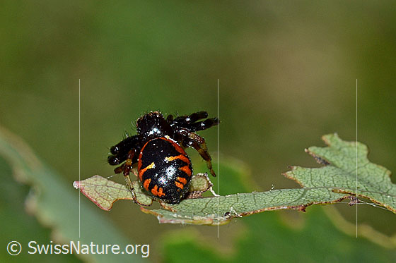Photo: Synema globosum. View from behind/top.
Length: male 3 - 4mm, female 6 - 8mm.