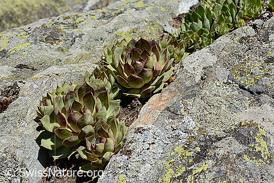 Photo: Sempervivum tectorum. Rosettes
