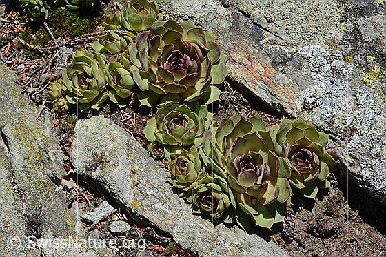 Photo: Sempervivum tectorum. Rosettes