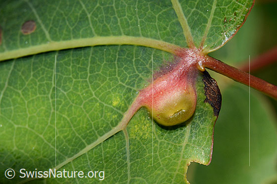 Photo: Contarinia petolian gall on Populus tremula.