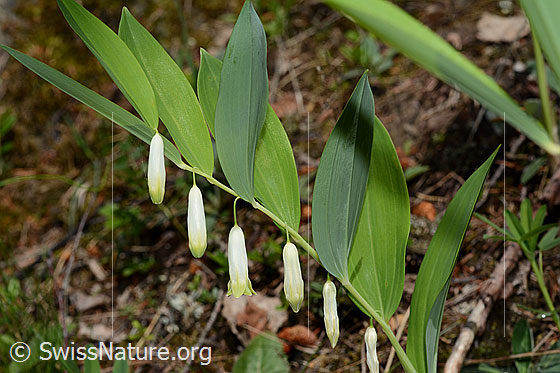 Polygonatum odoratum