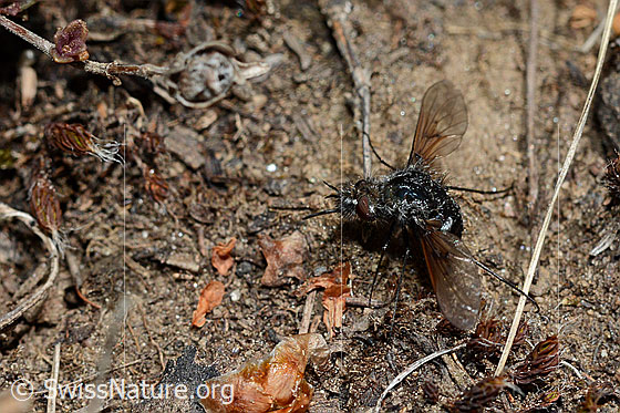 Schwarzer Wollschweber (Bombylius ater)