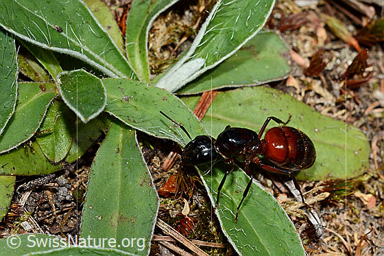 Foto: Rossameise (Camponotus cruentatus)