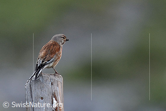 Foto: Schneesperling (Montifringilla nivalis) auf Zaunpfahl sitzend.
Lat.: Montifringilla nivalis
Ordnung: Passeriformes (Sperlingsvögel)
Unterordnung: Passeri (Singvögel)
Familie: Passeridae (Sperlinge)
Gattung: Montifringilla (Schneesperlinge)