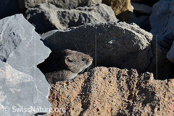 Foto: Schneemaus (Chionomys nivalis)