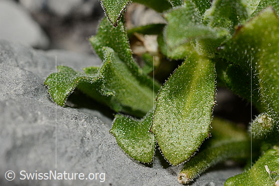 Foto: Alpen-Gänsekresse (Arabis alpina). Blätter.