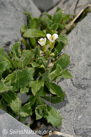 Foto: Alpen-Gänsekresse (Arabis alpina). Ganze Pflanze.
