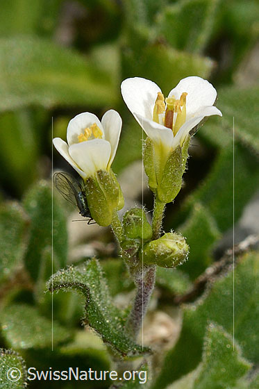 Photo: Arabis alpina. Flowers, buds and stems. Insect.