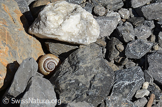 Foto: Gefleckte Schnirkelschnecke (Arianta arbustorum) zwischen Steinen.