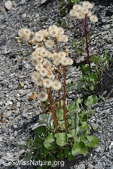 Foto: Alpen-Pestwurz (Petasites paradoxus). Ganze Pflanze (Habitus). Blüten verblüht.