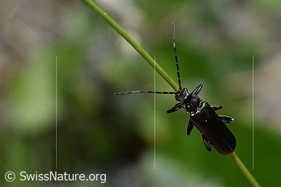 Schwarzer Sumpf-Weichkäfer (Cantharis paludosa)