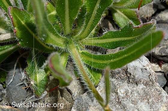 Foto: Gemeines Brillenschötchen (Biscutella laevigata). Blätter und Stängel.