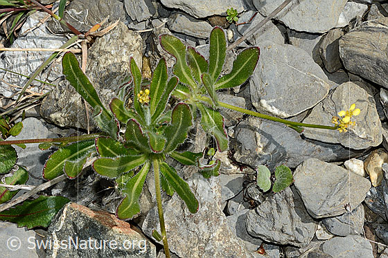 Foto: Gemeines Brillenschötchen (Biscutella laevigata). Ganze Pflanze (Habitus). Ansicht von oben..