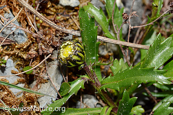 Foto: Wahrscheinlich Hallers Margerite (Leucanthemopsis halleri), Blüte (noch geschlossen), Stängel und Blätter.