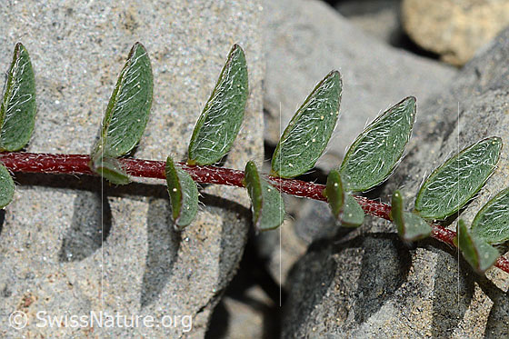 Foto: Berg-Spitzkiel (Oxytropis jacquinii). Stängel und Blätter.