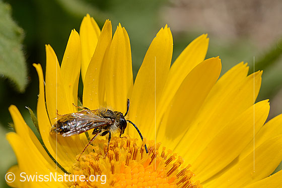 Photo: Probably Lasioglossum fratellum on Doronicum grandiflorum. Length 6 - 8mm. Female. View from the side.