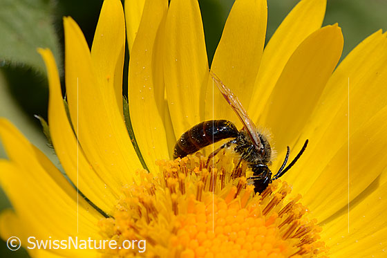 Foto: Wahrscheinlich Wald-Schmalbiene (Lasioglossum fratellum) auf Grossköpfiger Gämswurz (Doronicum grandiflorum). Länge 6 - 8mm. Weibchen. Ansicht von der Seite.