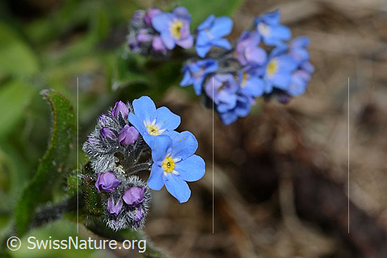 Foto: Alpen-Vergissmeinnicht (Myosotis alpestris). Blüten.