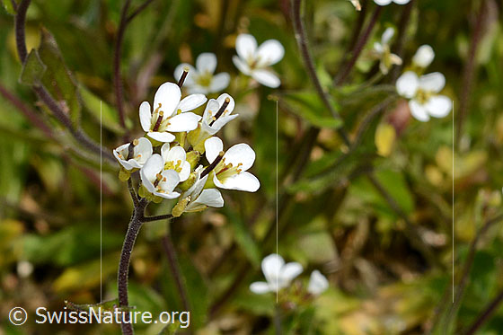 Foto: Alpen-Gänsekresse (Arabis alpina). Blüten.