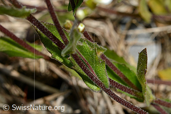 Foto: Alpen-Gänsekresse (Arabis alpina). Stängel und Blätter.